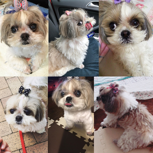 愛犬そっくり 愛犬シーズーのぬいぐるみ モデル