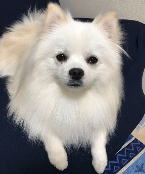愛犬のぬいぐるみ ポメラニアン白 ウェルカムドール ウエイトドッグ
