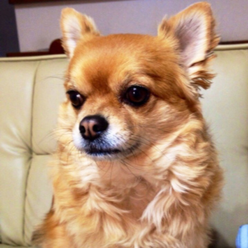 チワワのウェイトドール 愛犬の写真からぬいぐるみ制作