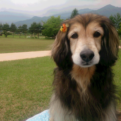 愛犬ウェイトドール シェルティのウェイトドッグ