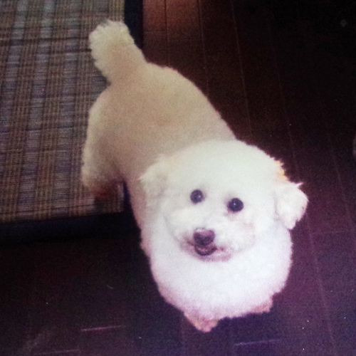 愛犬ボロニーズのぬいぐるみ