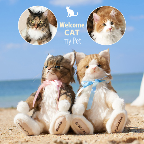 メインクーン ウェルカムキャット マイペット