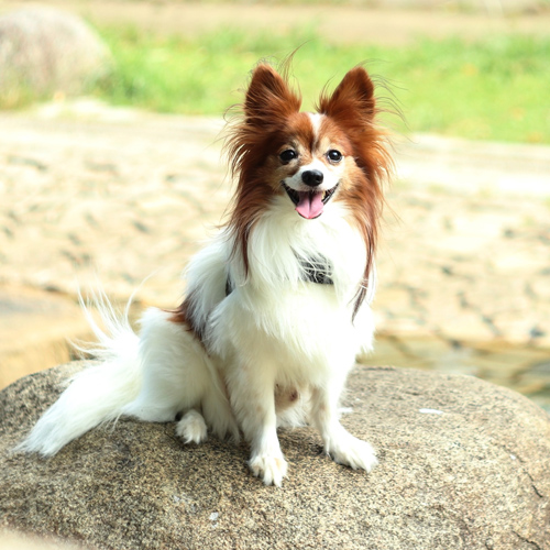 ペットロスに 愛犬の写真からぬいぐるみ パピヨン