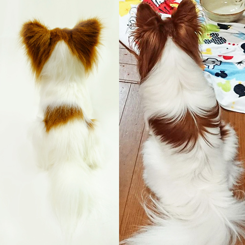 愛犬のパピヨン 写真からぬいぐるみ制作