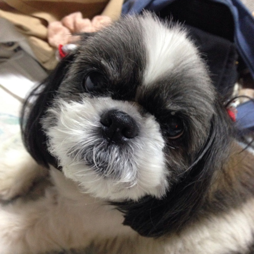 愛犬のぬいぐるみ制作 写真から