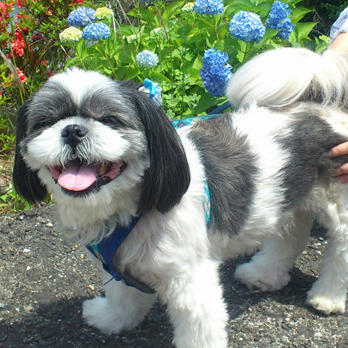 愛犬シーズーのぬいぐるみを制作
