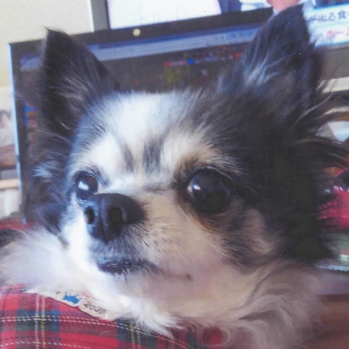 オーダーメイドぬいぐるみ うちの子 愛犬ちわわ