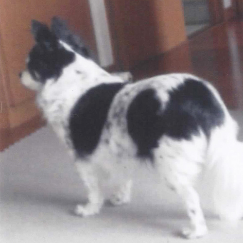写真から制作するぬいぐるみ 愛犬ちわわ