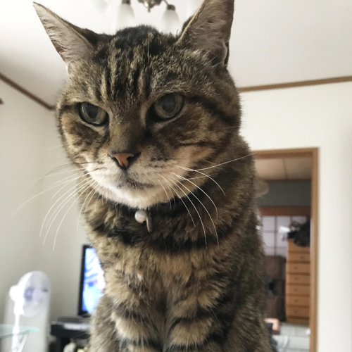 キジトラ猫のぬいぐるみ
