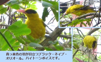 市中を飛び回る真っ黄色の鳥 超都市国家シンガポール的日常