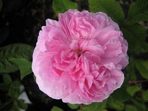 「よろん」「せろん」違いは?世論の正し ...