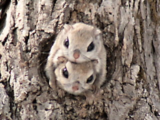 風の友達モモンガ Are You Do Eat Or Eaten