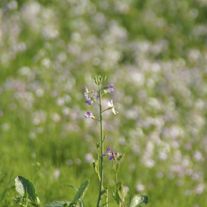 野の花