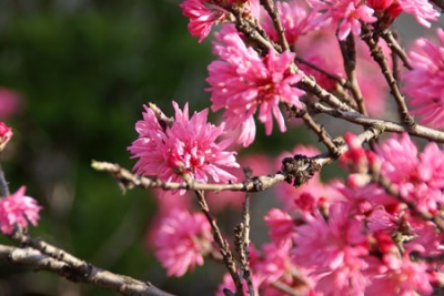 桜?