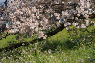 多摩川桜