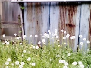 たんぽぽ 綿毛