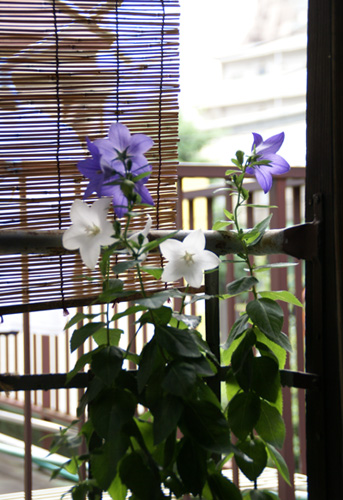 キキョウは宿根草