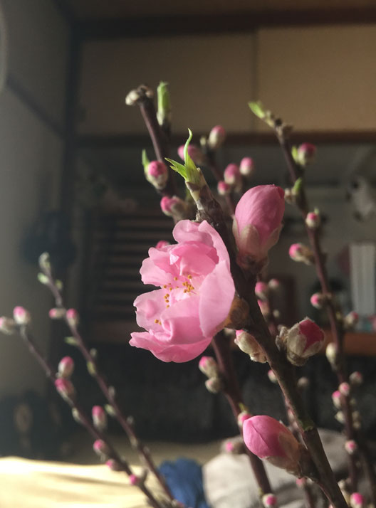 桃の花