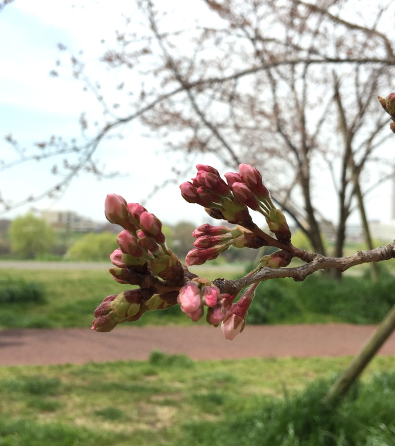 多摩川 桜