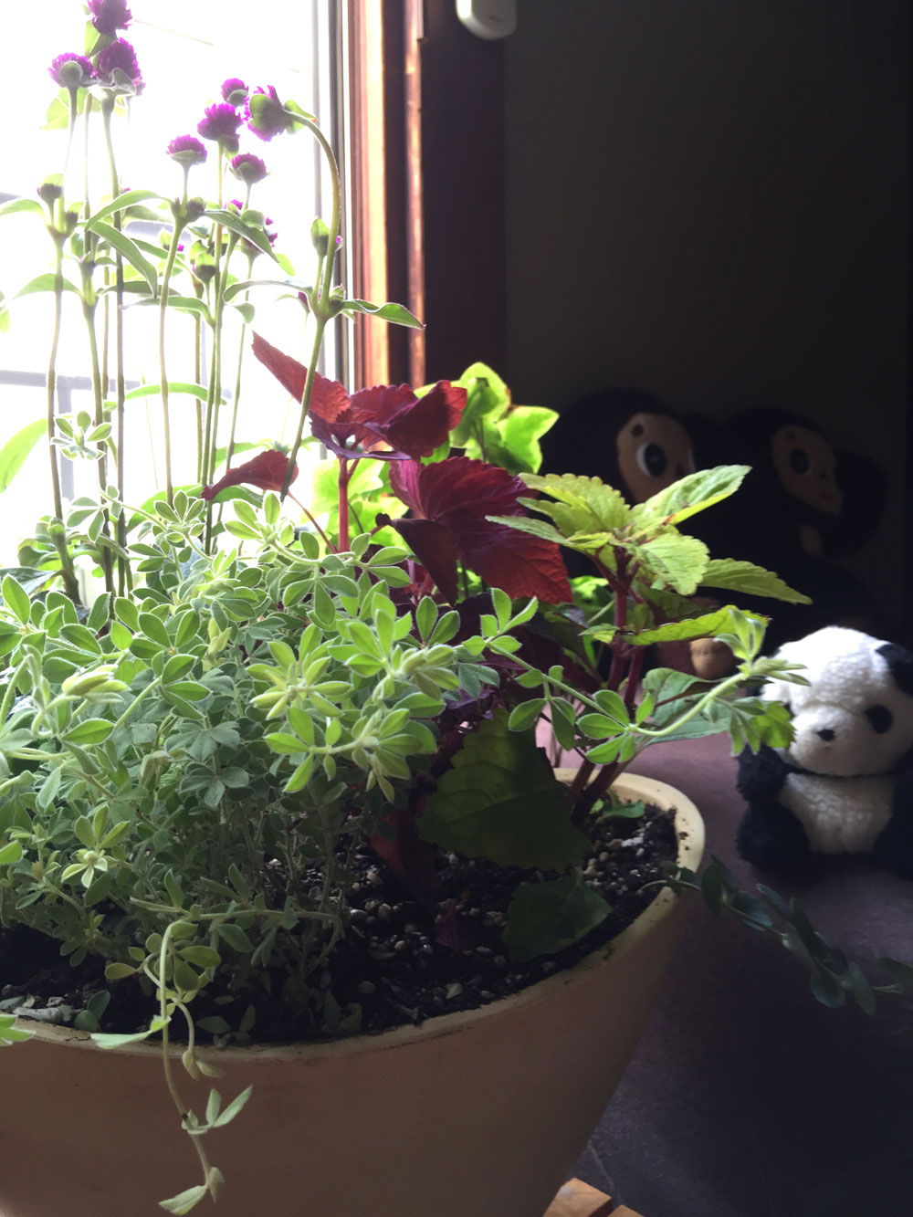 寄せ植え
