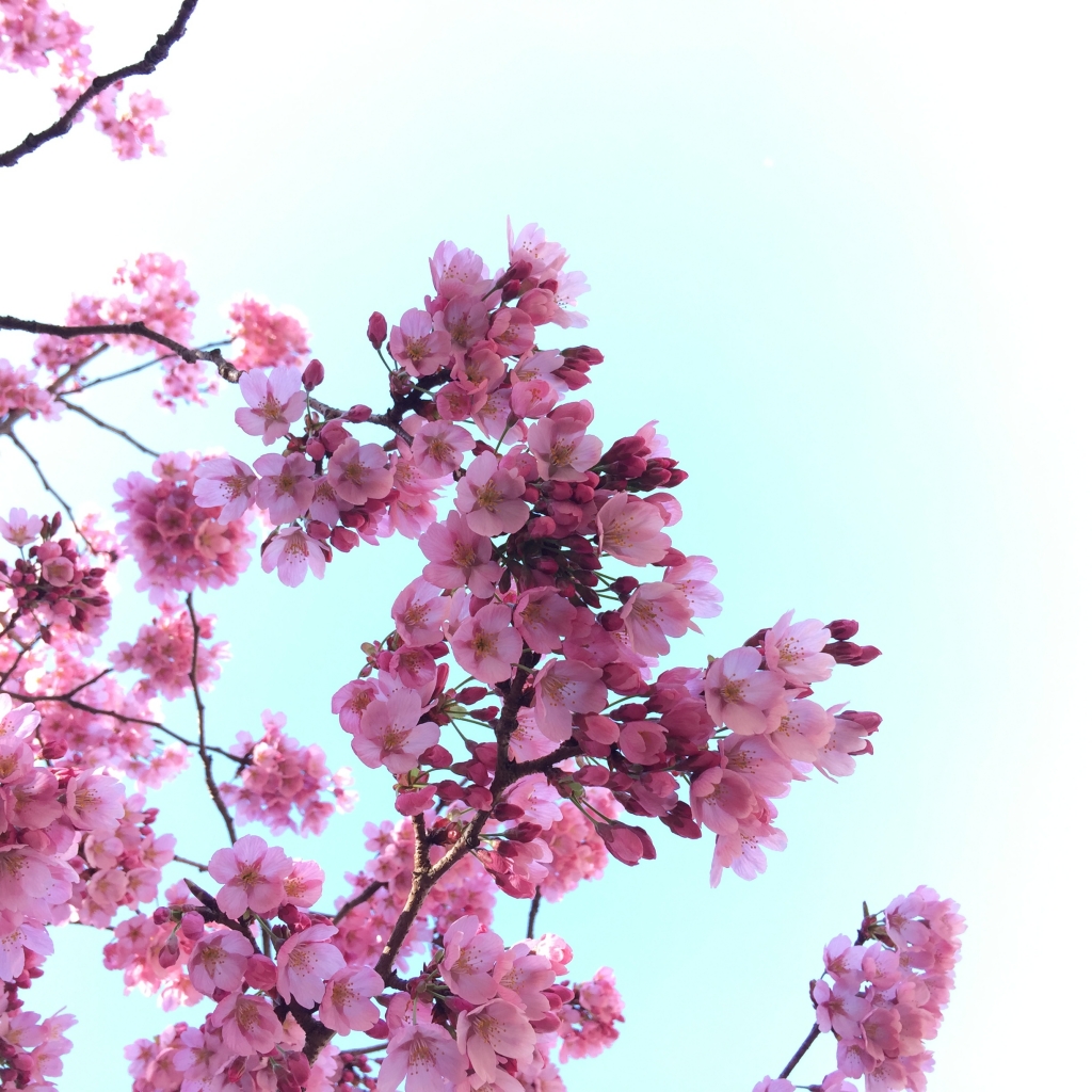 sakura