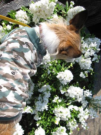 迷彩スカルラグランT