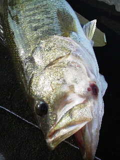 2014061111590000.jpg