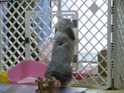 サークルの中に戻りたい!