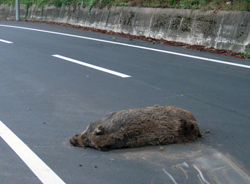 池田町のイノシシ(絶命)