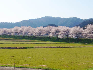 佐分利街道沿いの桜並木