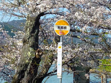 近所のバス亭のサクラ