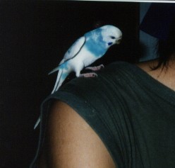インコ