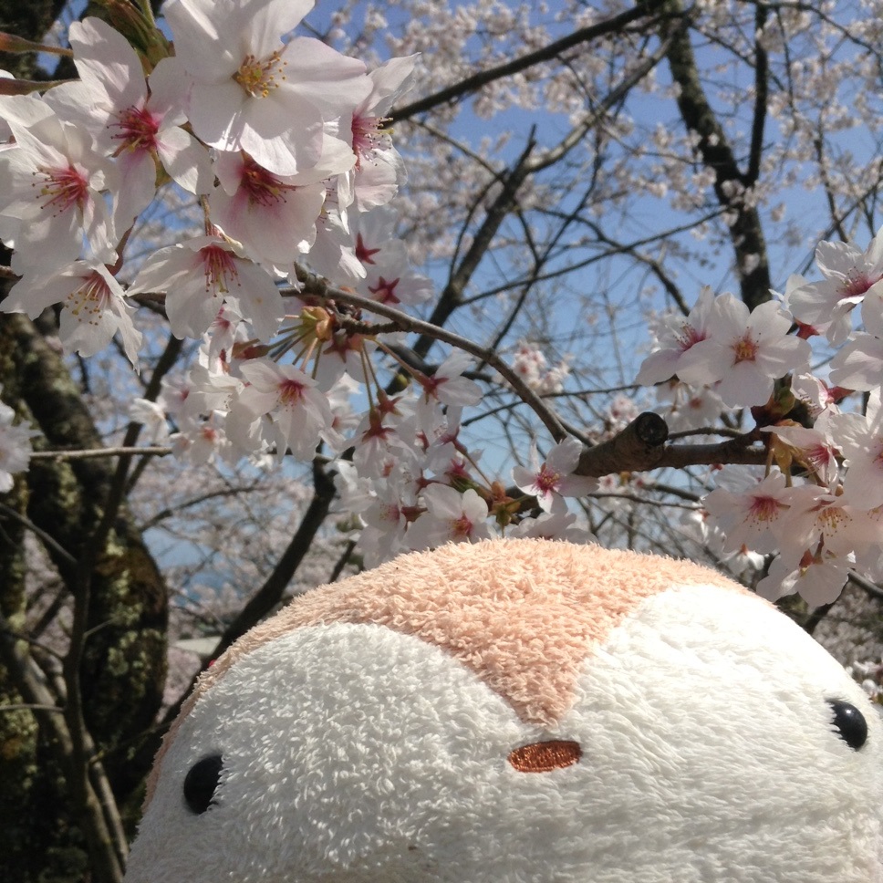 お桜