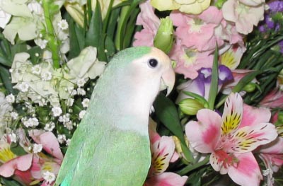 お花のだだちゃん