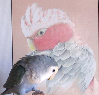 絵とすみれ