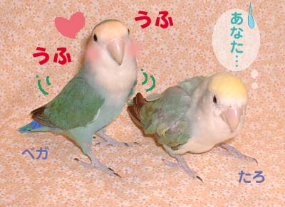 たろとべが