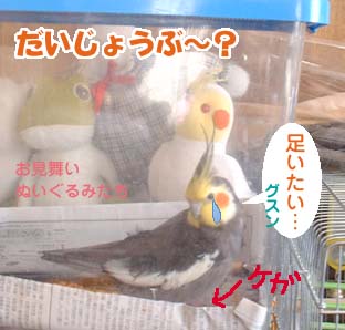 怪我したぐり