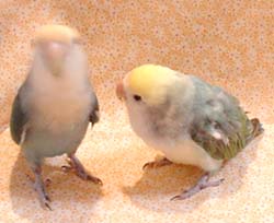 かわいいたろ