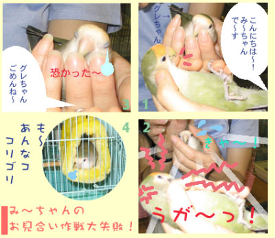 お見合い?
