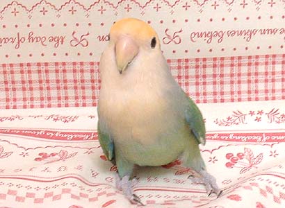 つくし回復!