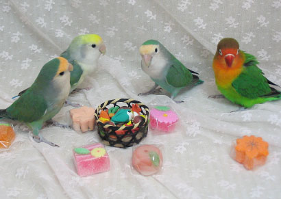吹き寄せインコ