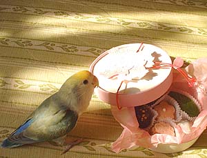 桜チョコとちまめ