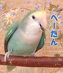 花だだ