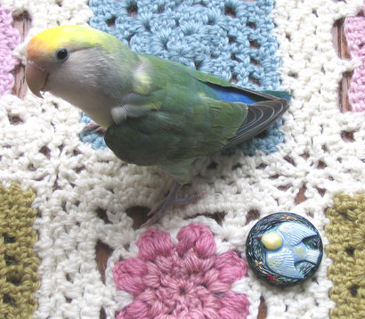 ちまめちゃんと鳥ボタン