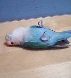 おねんねつくし