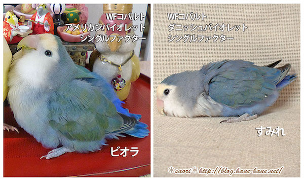 コザクラインコバイオレット因子について | *ふ*た*り*ごと