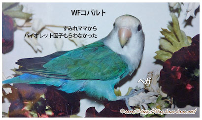 コザクラインコバイオレット因子について | *ふ*た*り*ごと