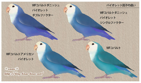 コザクラインコ　剥製 Papagallo e Topo on X: 