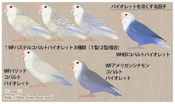 コザクラインコ　剥製 Papagallo e Topo on X: 