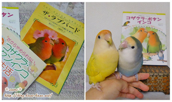 コザクラインコ　剥製 コザクラインコ 剥製 最新画像あります！隠された派手派手カラー